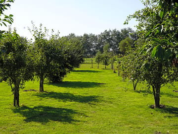 The orchard's apples are used to make drinks every year