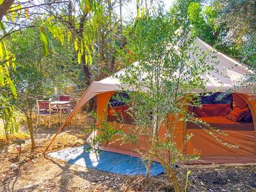 Belltent moro under a big olive tree