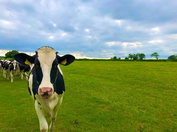 Cows on site