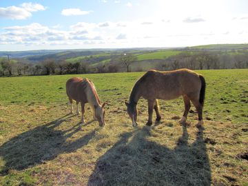 The horses grazing on the top fields in early april