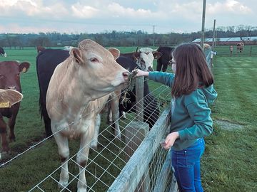 The friendly cows 🐮
