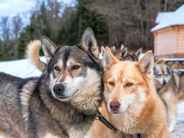 Huskies sibériens