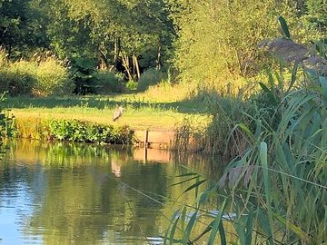 Heron on the lake