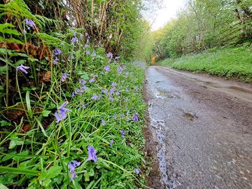 Spring flowers