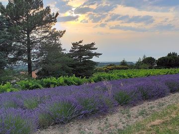 Lavender fields