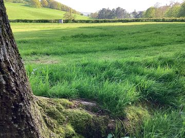 Grassy fields