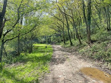 Beautiful peaceful woodland surroundings