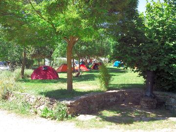 Under the trees