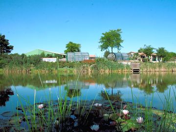 The fishing pond