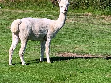 Jeff the alpaca