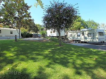 Shady grassy areas