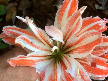Caribbean lily in august