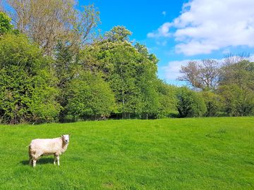 Entrance field to site