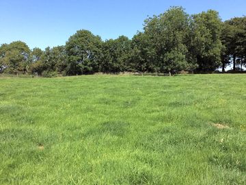Open grassy field