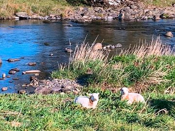 River bordering the campsite