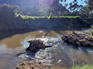 Río a través del bosque