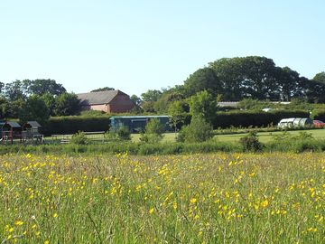 View from the dog walk