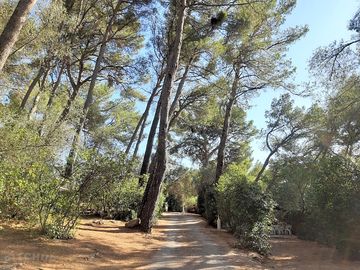 Pitches among the pines