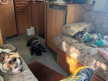 Dogs relaxing enjoying life