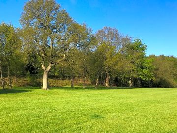 Secluded camping field surounded by ancient trees