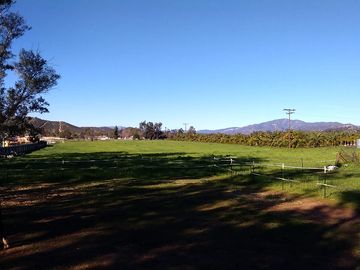 View of oat prairie from the horse pasture