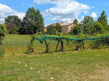 Pitches with vineyard views