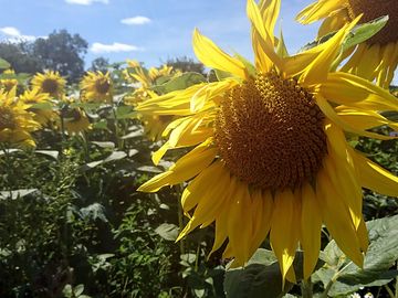Flowers around the farm