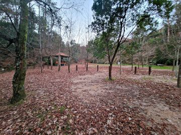 Pitches among the trees