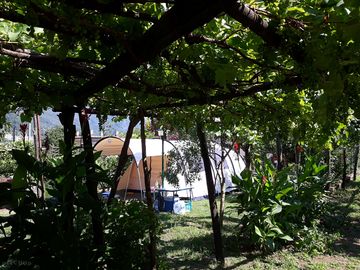 Tent pitches in the vineyard