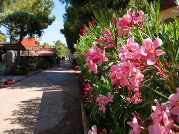 Well-kept flowers