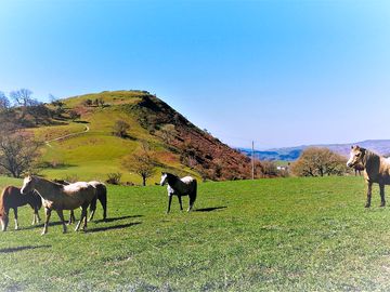 Welsh ponies