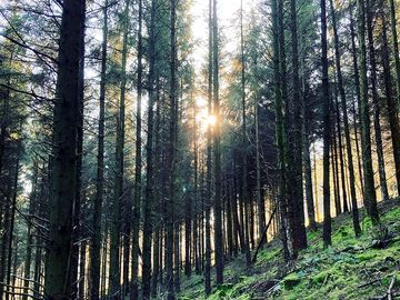Nearby grogley woods