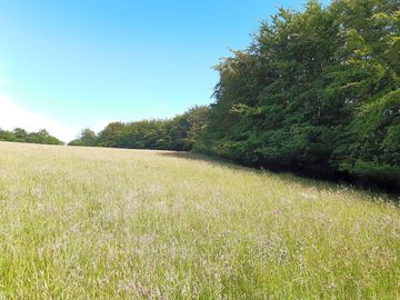 Trees around the pitches