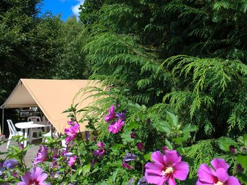 Tents surrounded by plants