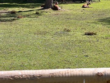 And our nubian goats