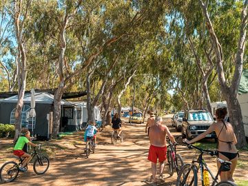 Camping eucaliptus