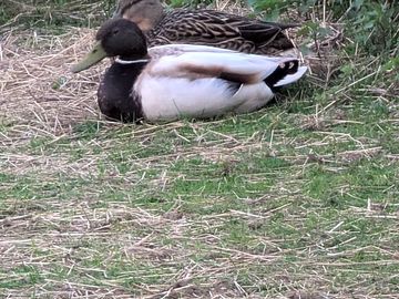 Ducks