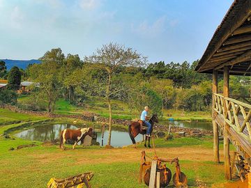 Horses by the pond