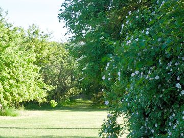 Lots of tent space in lush grass between the rows of bramley apple trees