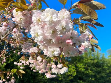 Spring blossom in the orchard