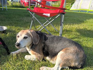 Lily the rescue beagle, catching some rays whilst enjoying her mini break at northorpe.