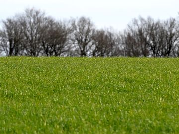 Grass pitches