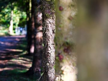 Avenue of trees
