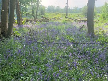 Bluebells in spring
