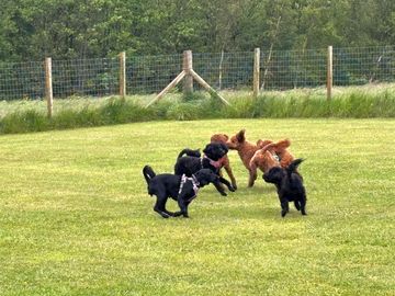 Dog exercise area