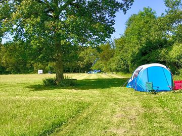 Sunny days in the wildflower meadow