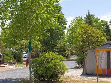 Pitches among the trees