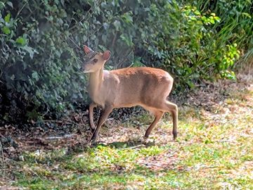 A baby deer wondering around