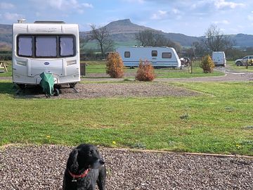 Dog-friendly site