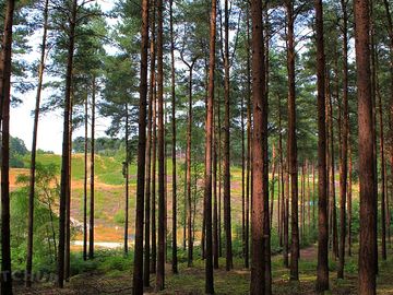Bourne woods